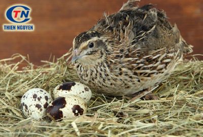 Hướng đi hiệu quả từ mô hình nuôi chim cút đẻ trứng